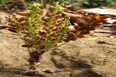 Flemingia grahamiana